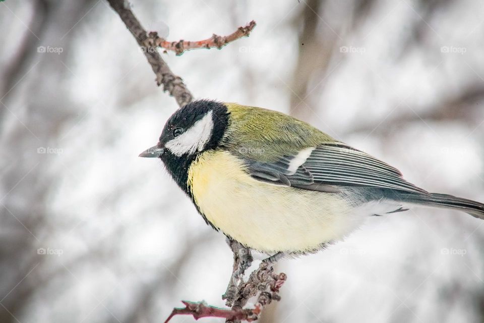 Incredibly beautiful bird