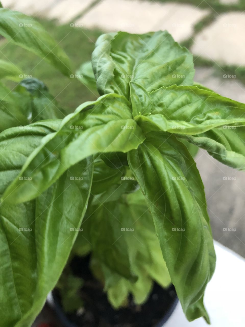 Basil leafs from a plant