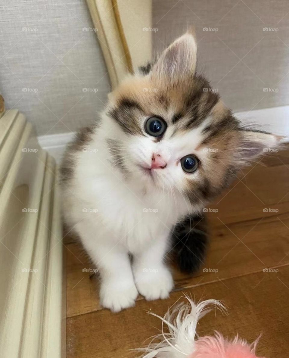 Cute Kitty