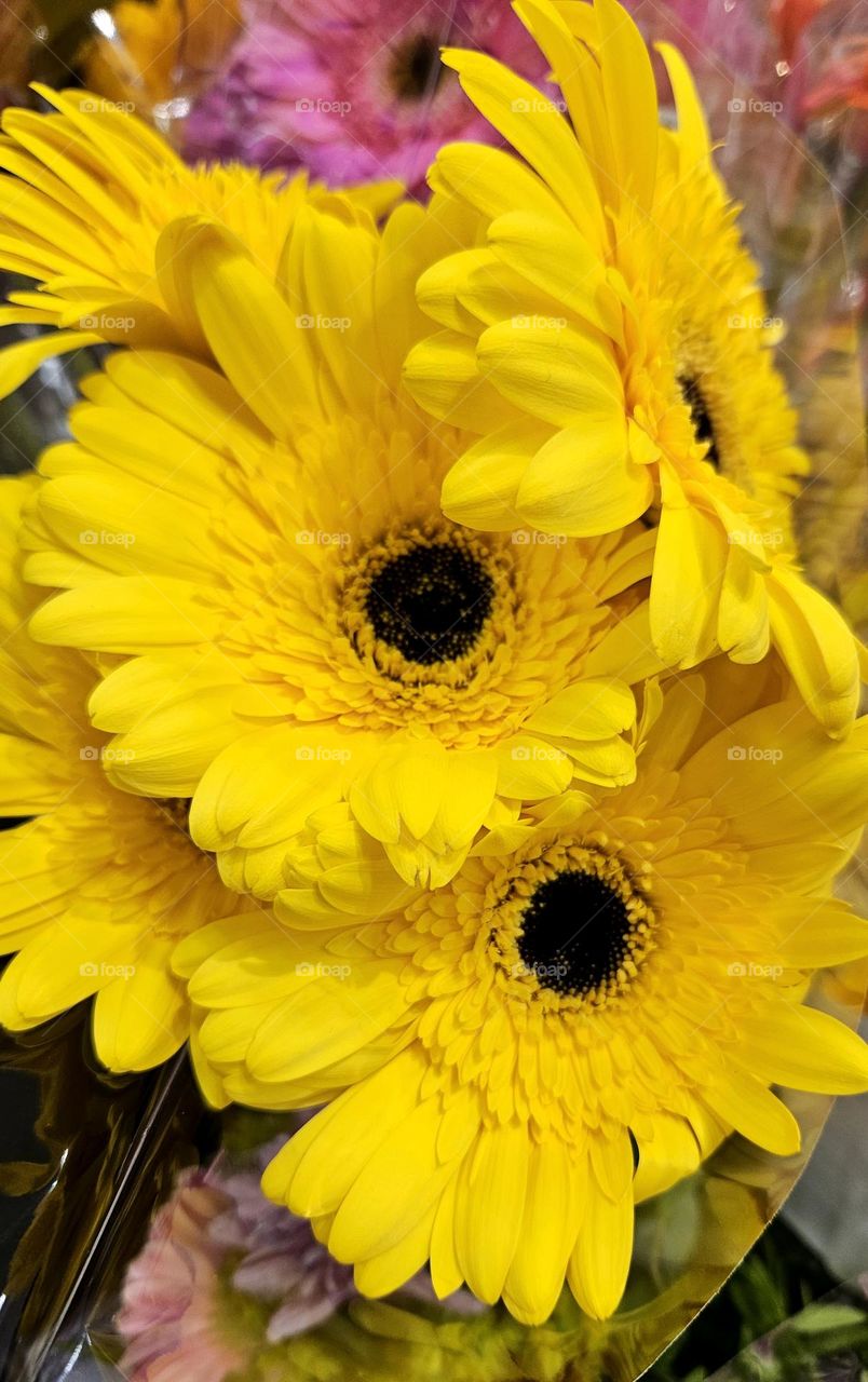 Yellow Gerberas are really beautiful and bring cheer to the day