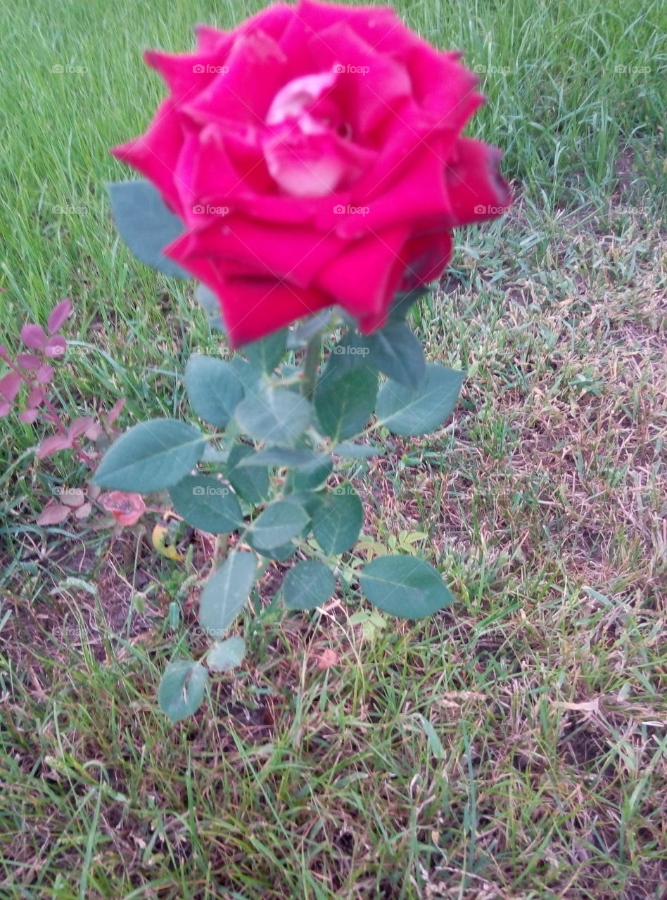 Роза клумба