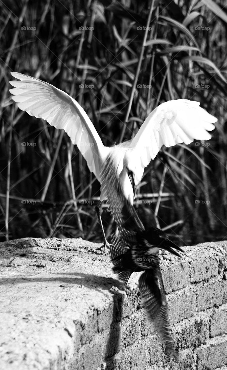 Some action. A little egret chasing a Giant kingfisher from his spot.