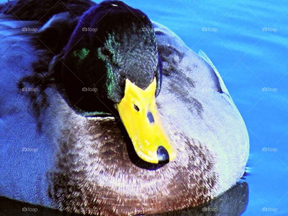 united states water rhode island duck by amieeleeangel223