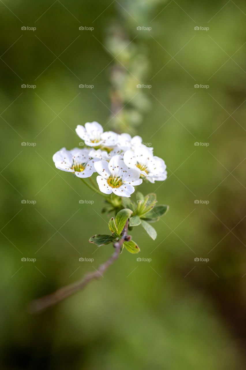 A portrait of a cluster of white blossoms on a branch of a bush during springtime. the shallow depth of field creates a great effect of depth.