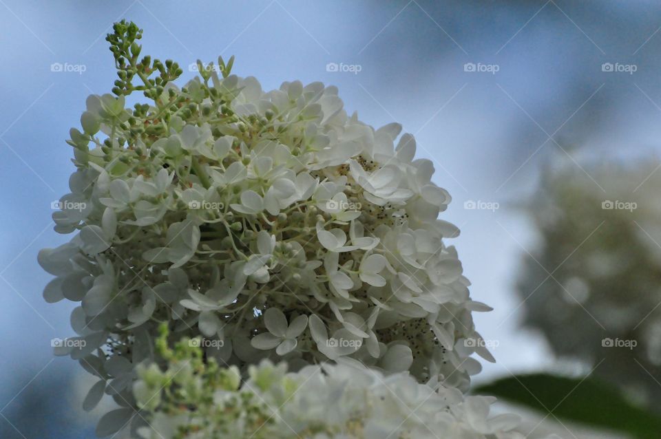 Hydrangea 