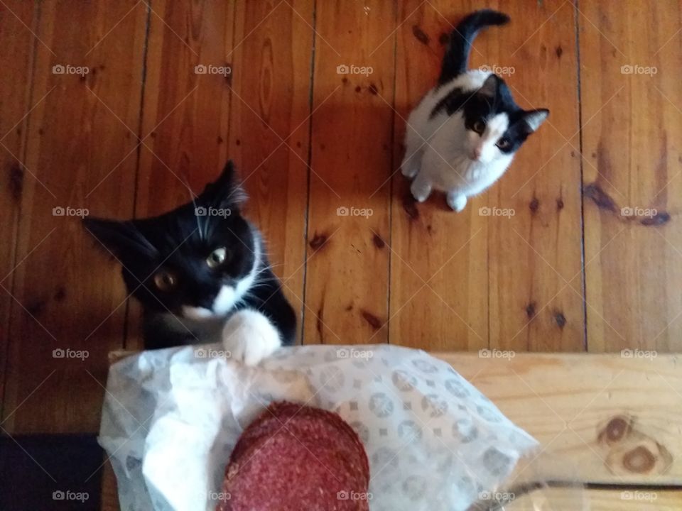 Cats stealing meat off of table. Looking down from overhead in action.