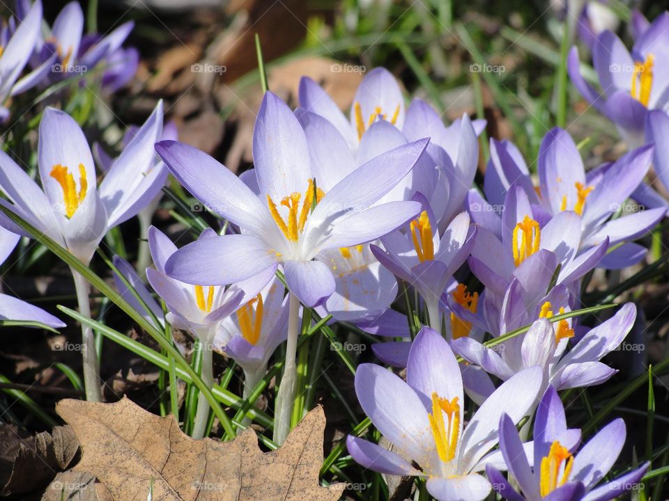 Lilac crocuses