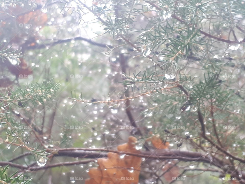 rain  drops on the tree