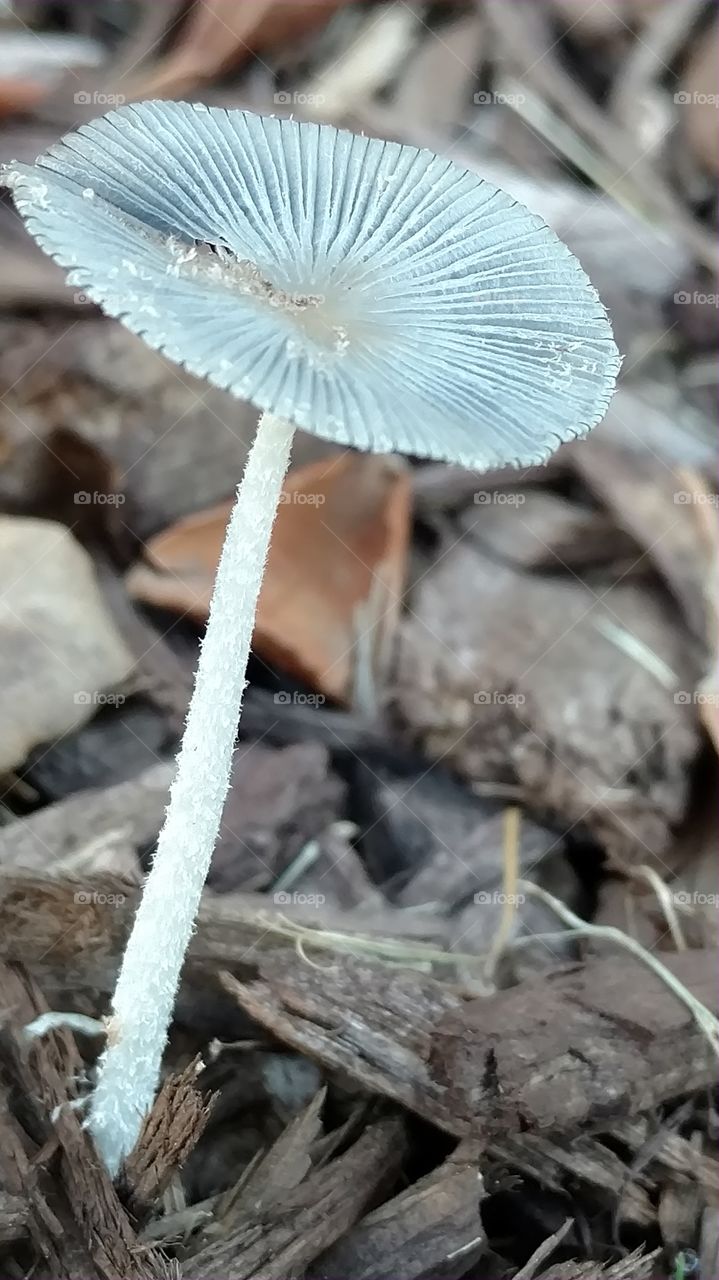 Mushroom