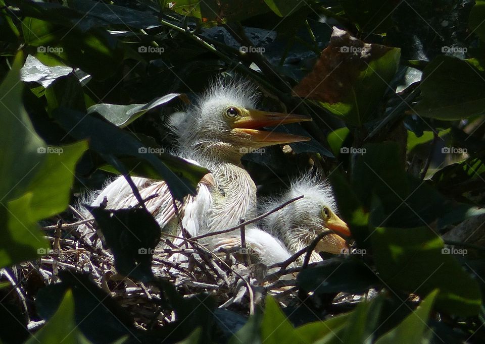 Egret chicks in nest
