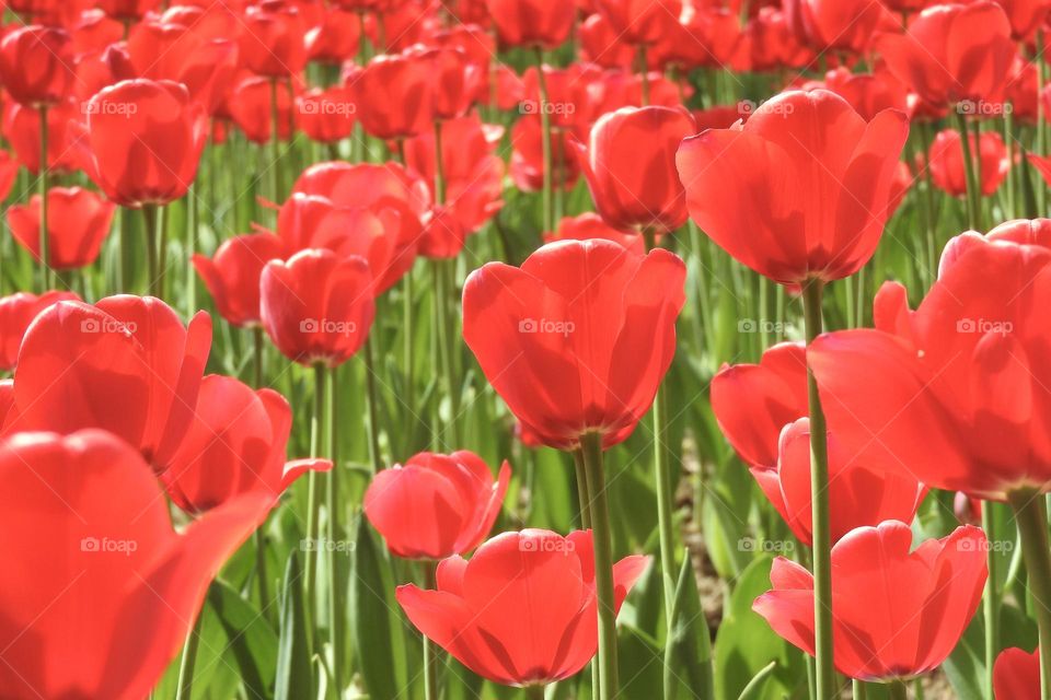 red tulips