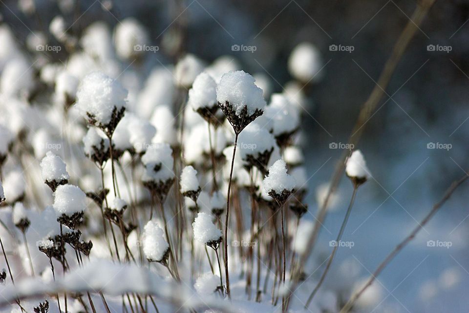dry herb under snow