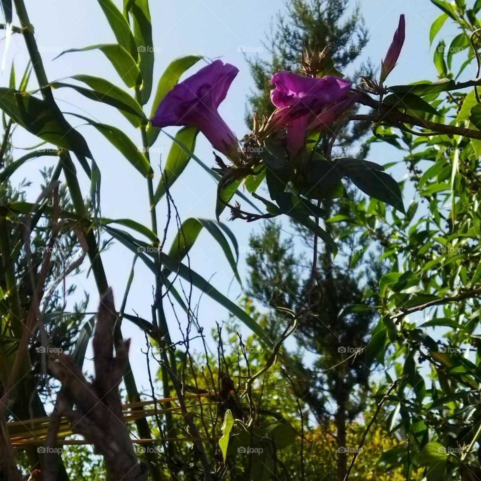 Beautiful mauve flowers