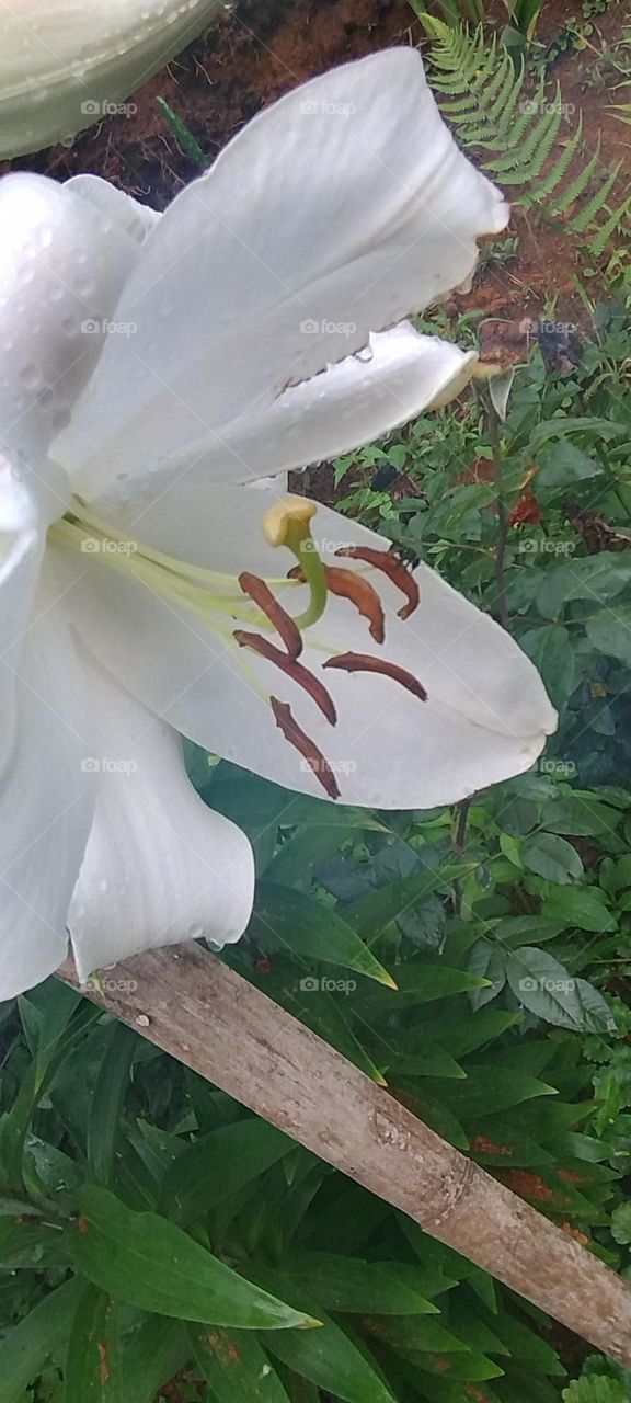 magnificent white lily