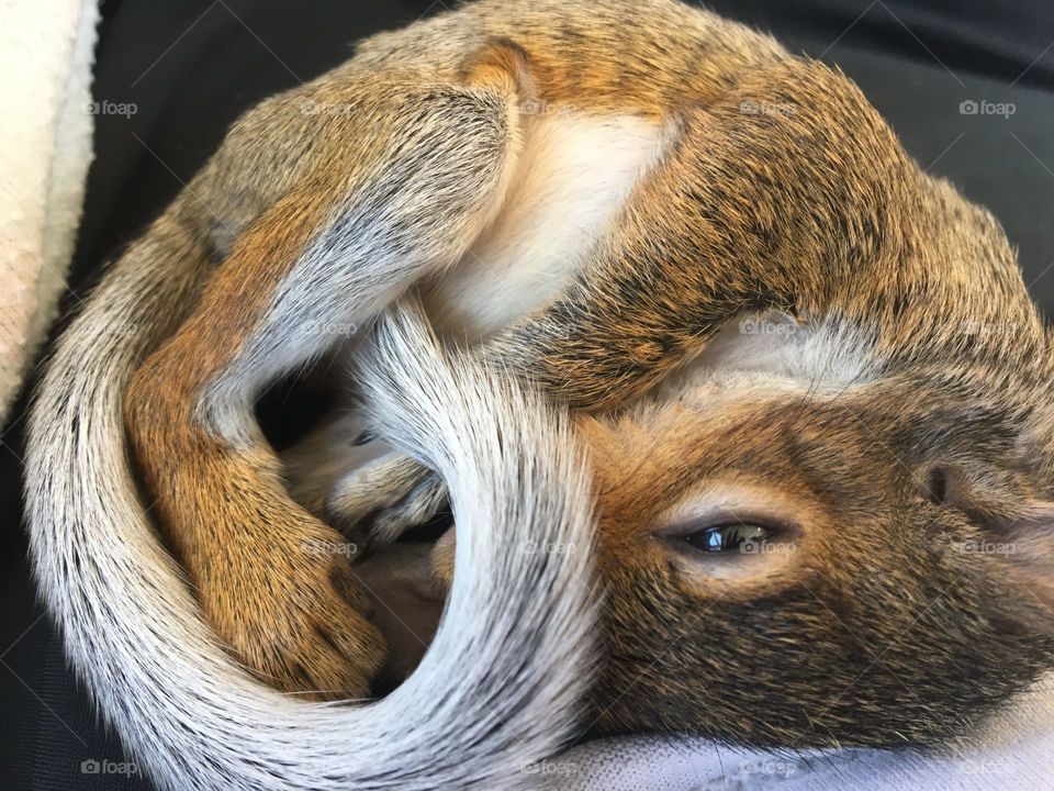 Baby squirrel 