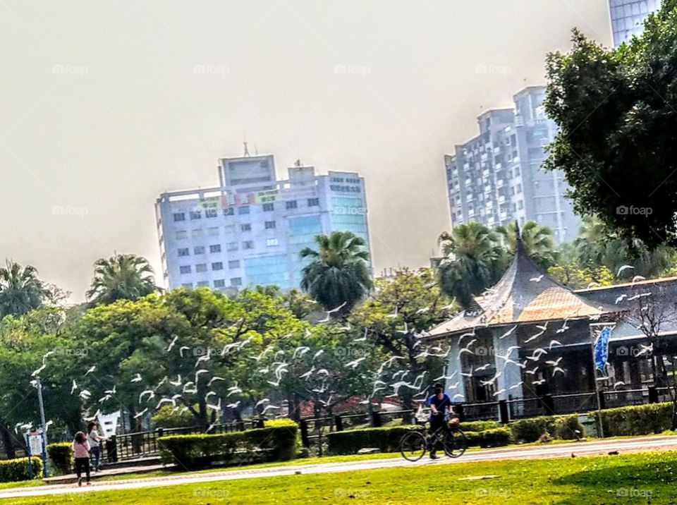 A group of pigeons were flying over in the park, a beautiful view attracted people  to stop and enjoy.