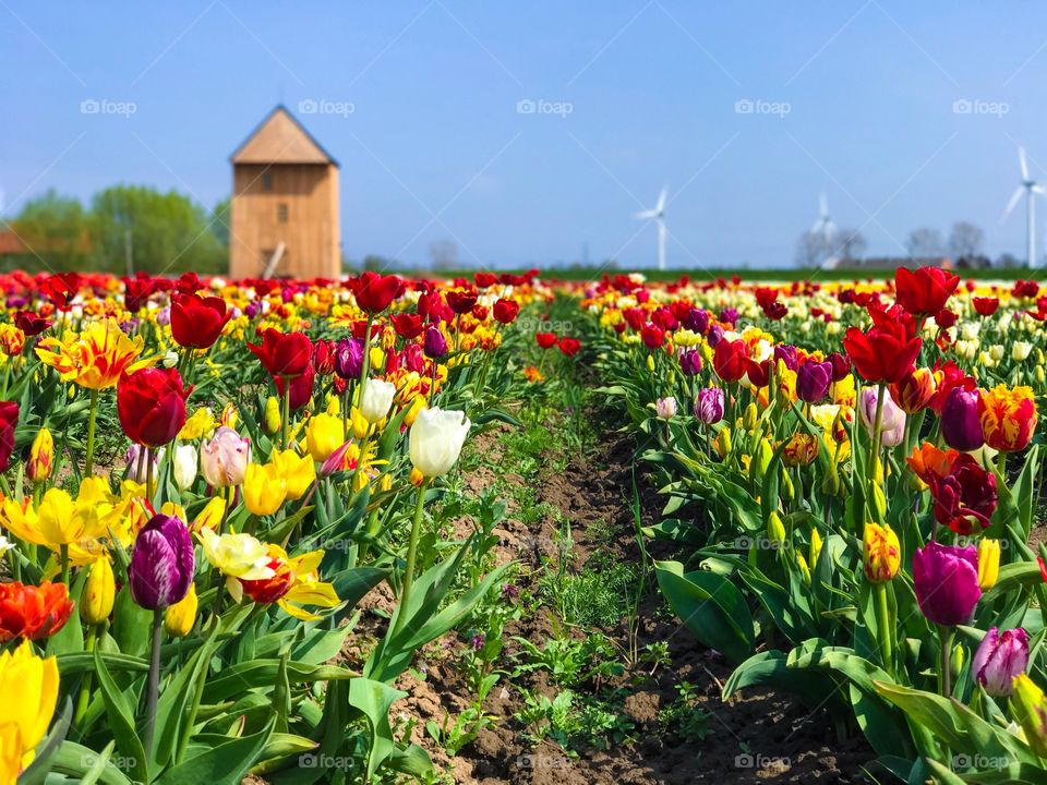 Tulips