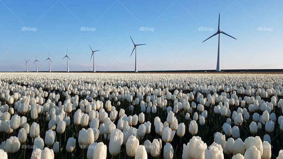 Field of white tulips with some wind turbines in background at the sunset. Netherlands.