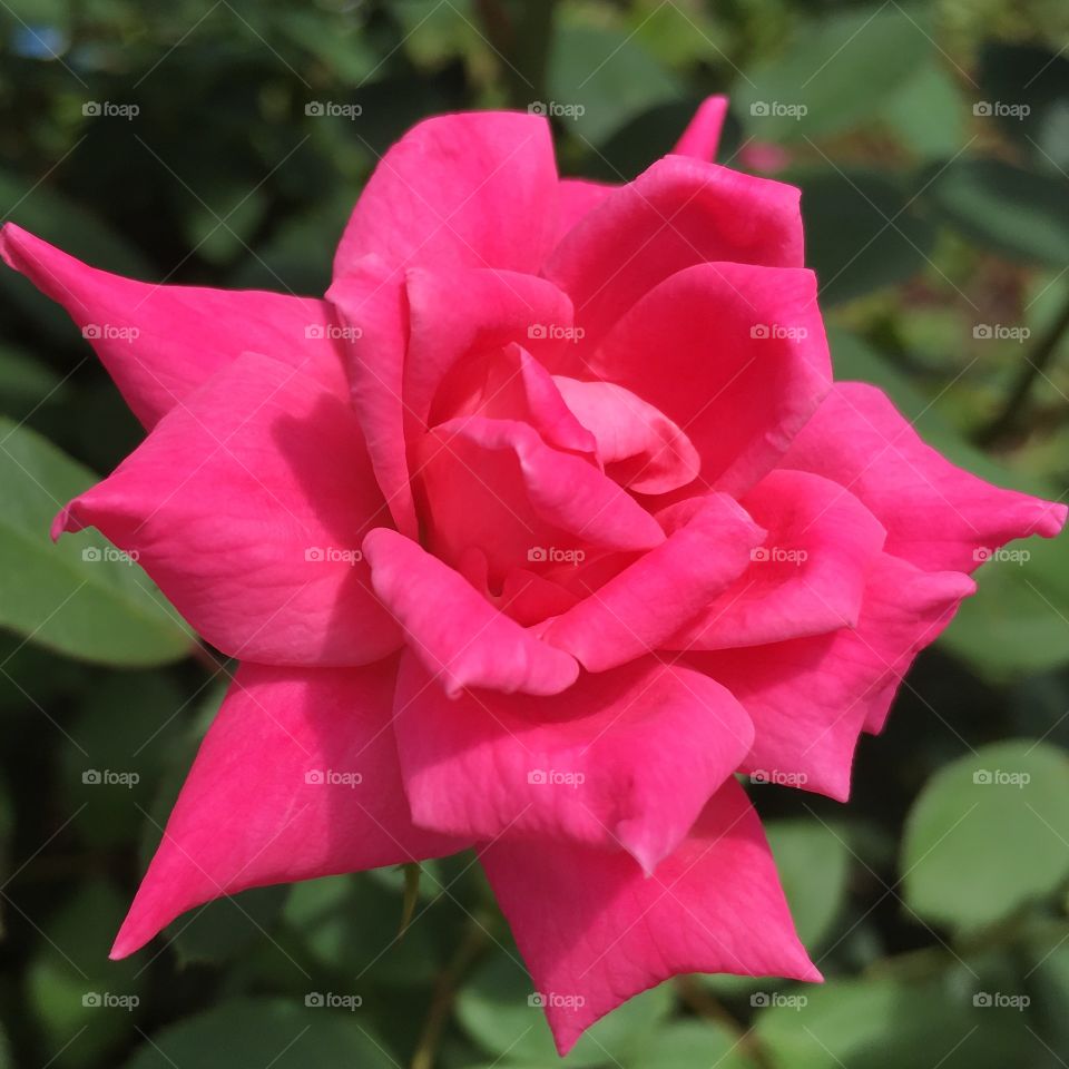 Pink flower rose 