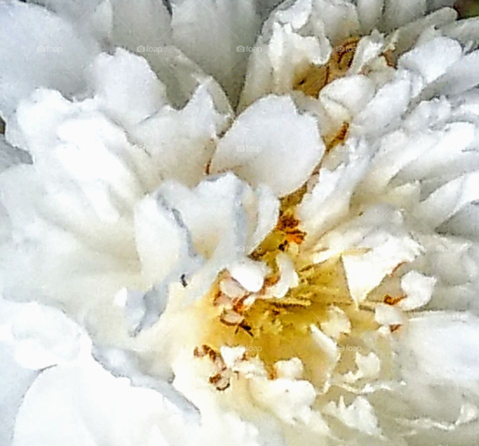 A closeup for white Camellia, it is so pure  so beautiful that everyone loves it, its petals look like soft cloud.really wonderful.
