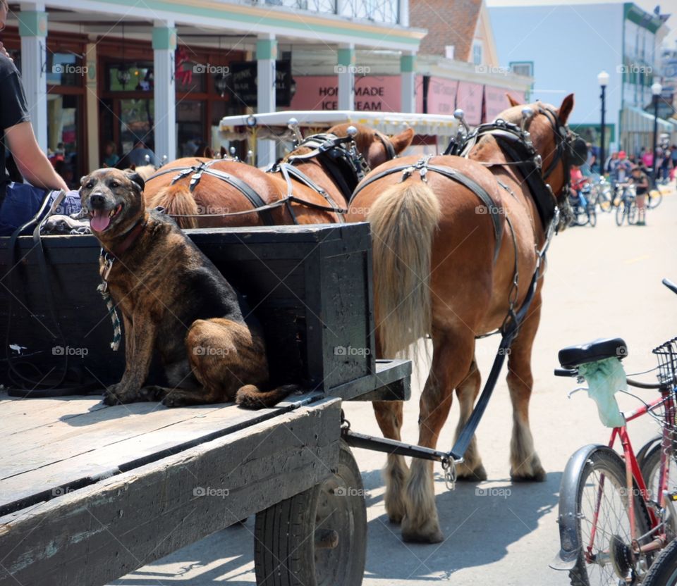 A lot going on here. A dog and a few horses.