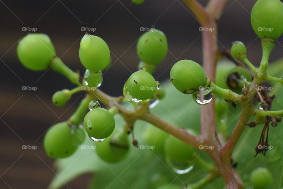 Plants has always been one of my most favorite subjects. They are just beautiful all through out!