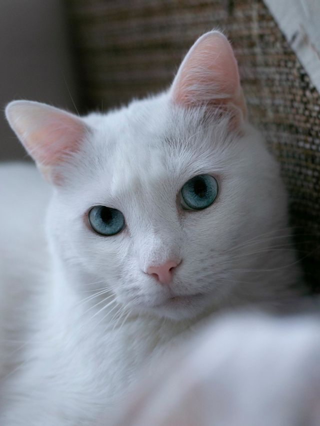 the cat