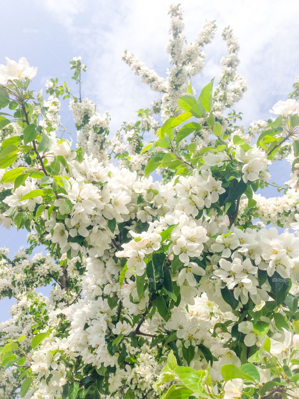 apple blossoms