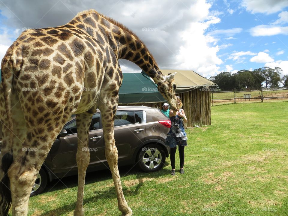 Giraffe visiting in the morning 
