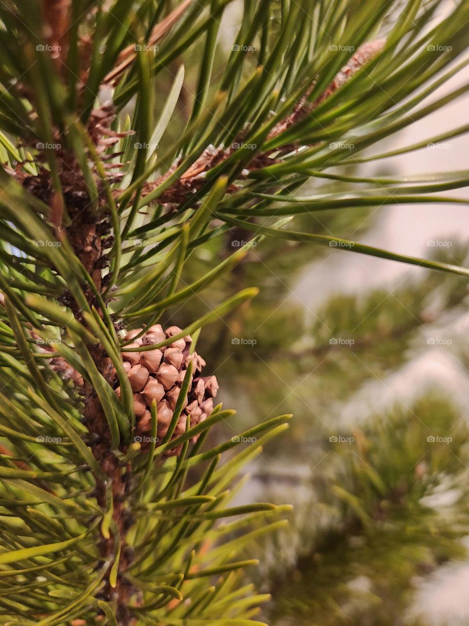 Pine tree