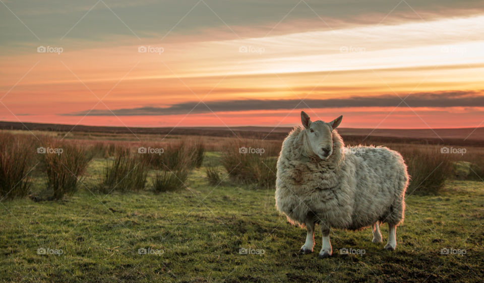 Majestic sheep