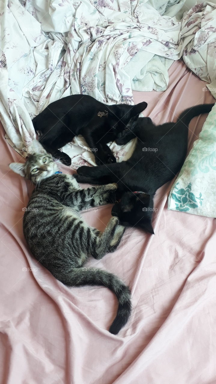 Mark, Lilith e Banguela