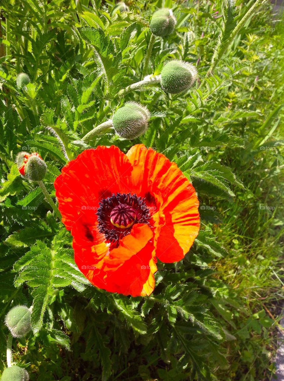Red poppy in garden
