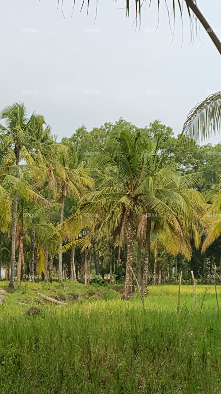 tree coconuts