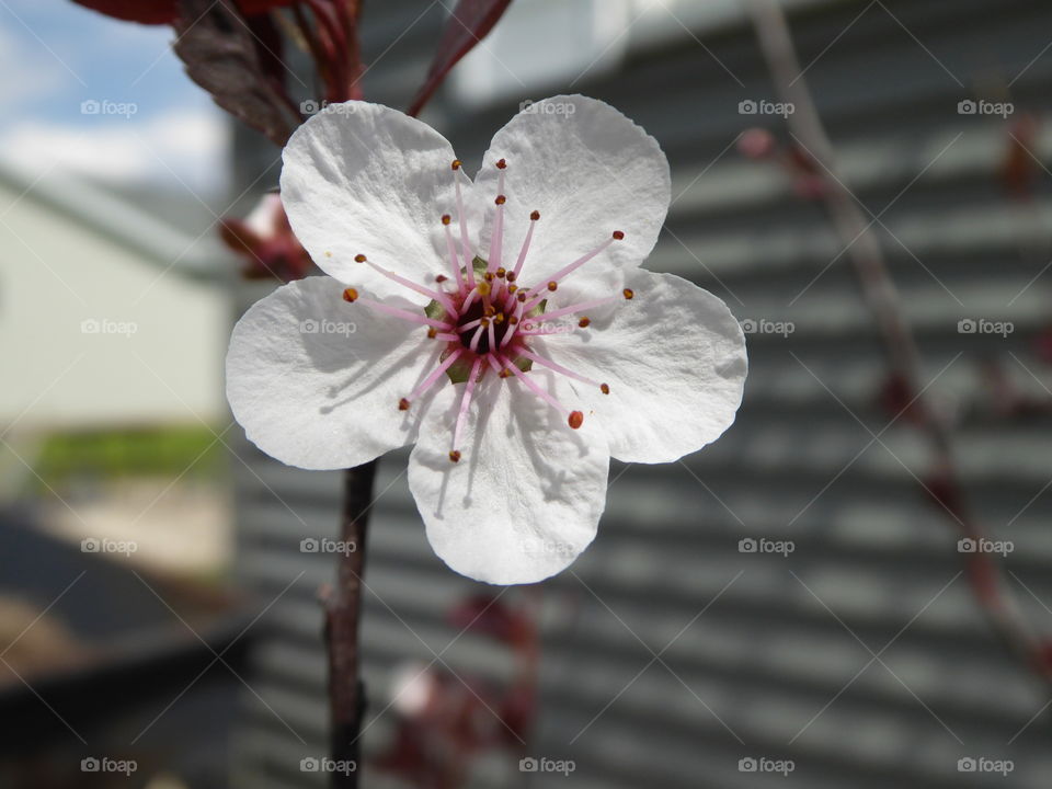 Flower Blossom