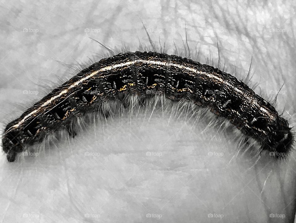 Caterpillar in my hand