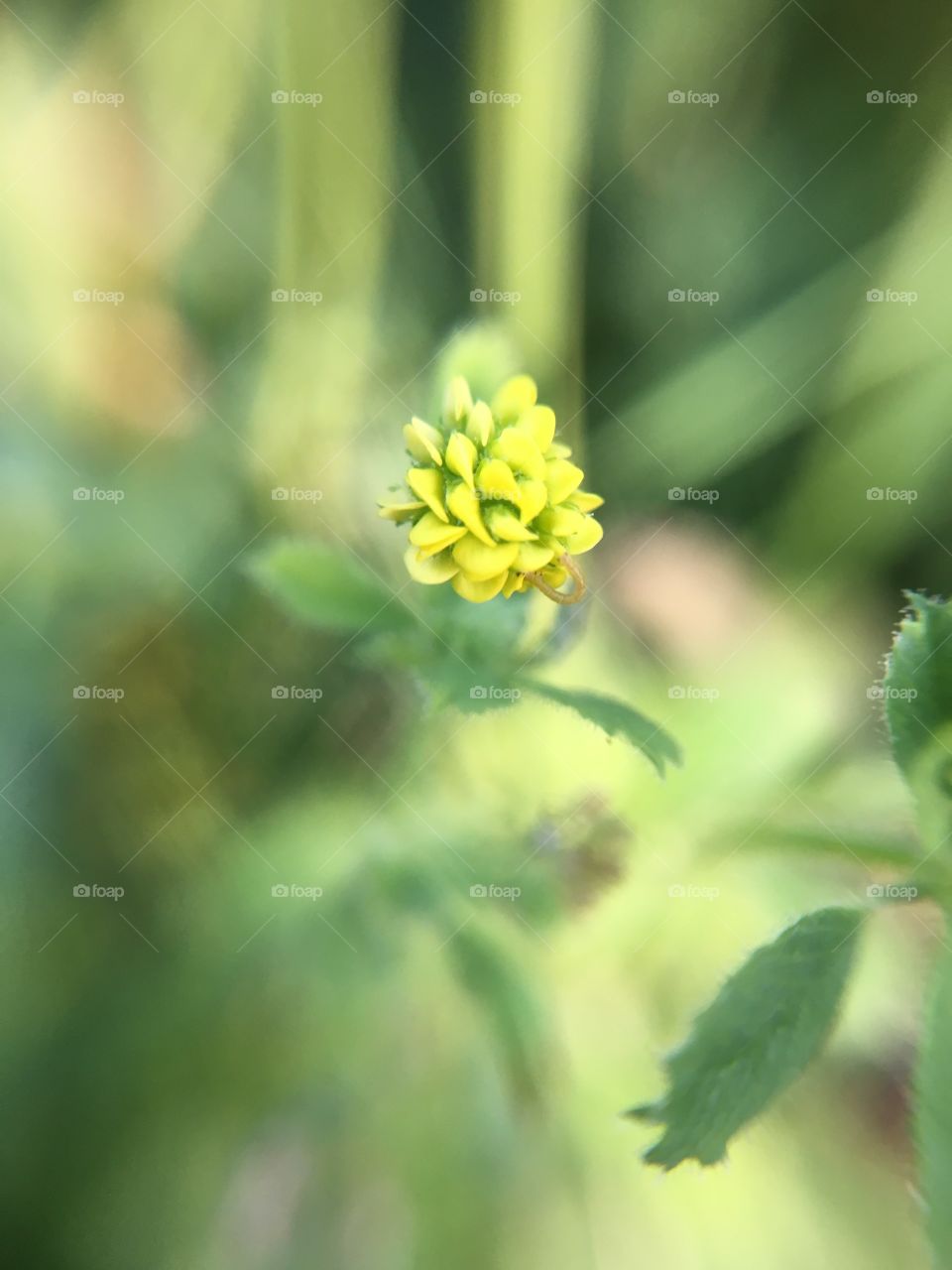 Closeup of tiny yellow flower