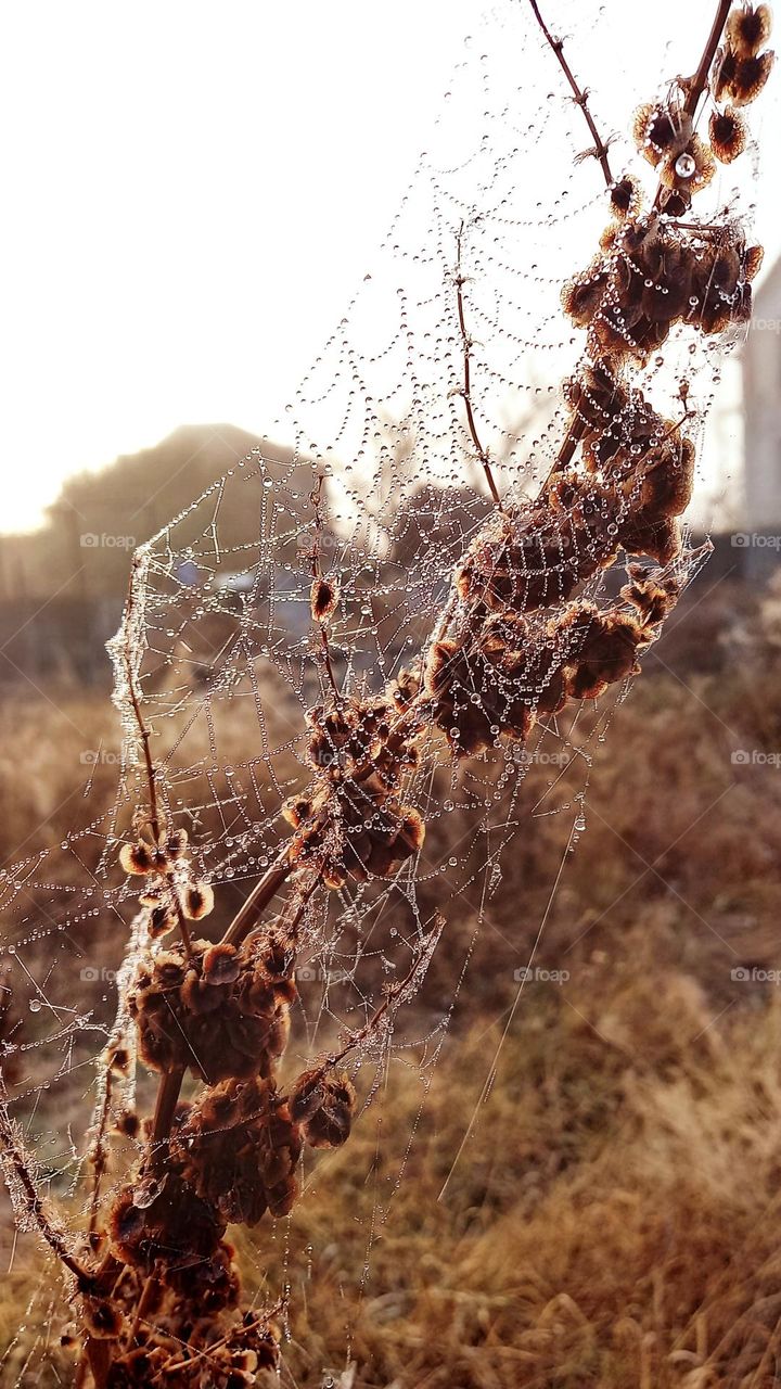web on a plant