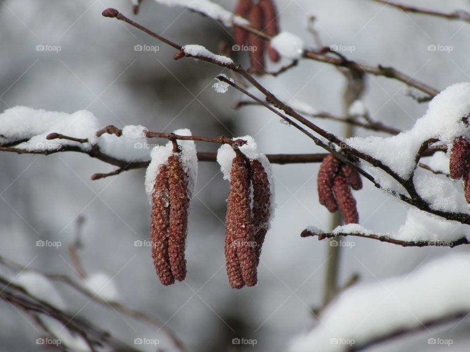 Snow covered branch