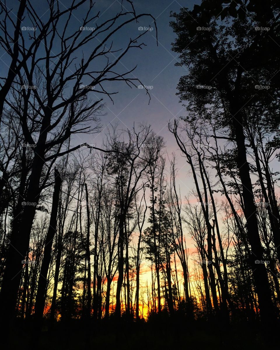 Forest hike at dusk with a loved one. Blackened trees against a northern sunset and a romantic kiss.