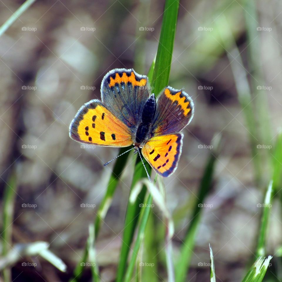 Butterfly in France