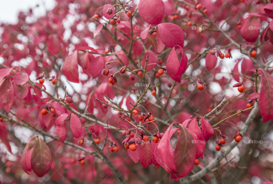 Red leaf 