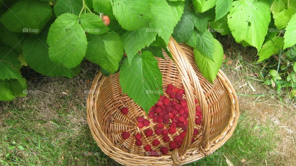 Raspberries. summer picking
