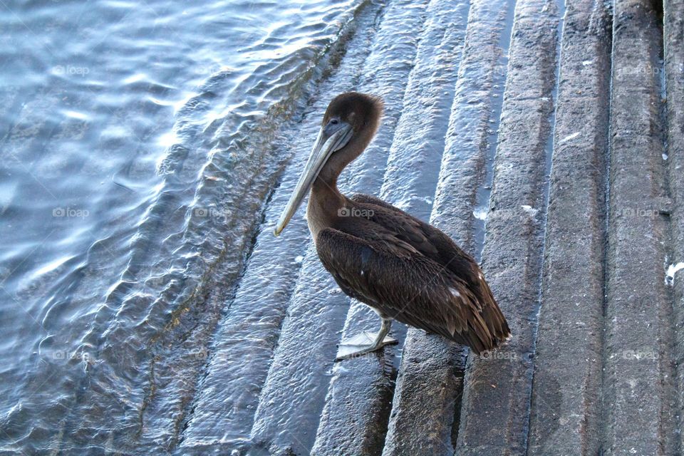 Side view of a brown pelican standing on a boat launch near the water