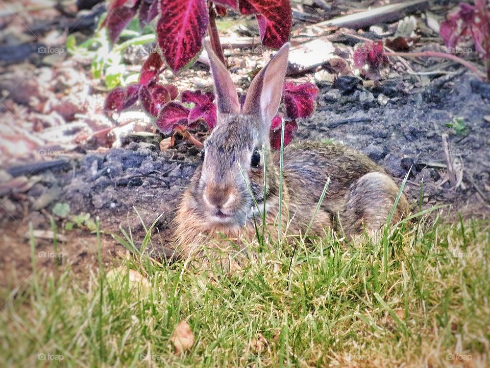 My yard -a rabbit 