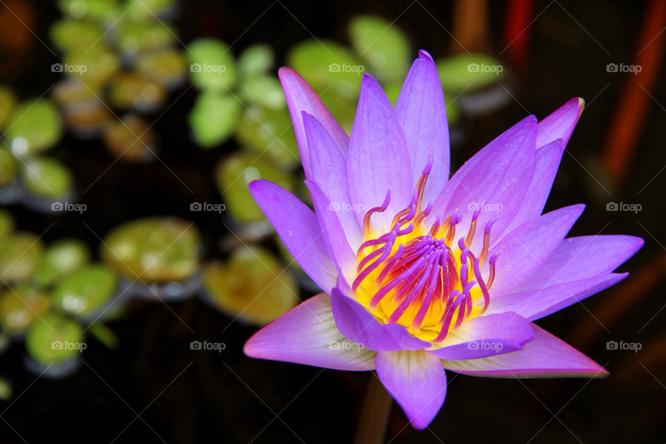 green pollen nature flower by mathsonlee