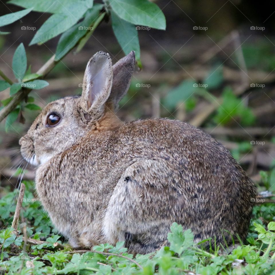 Wild rabbit