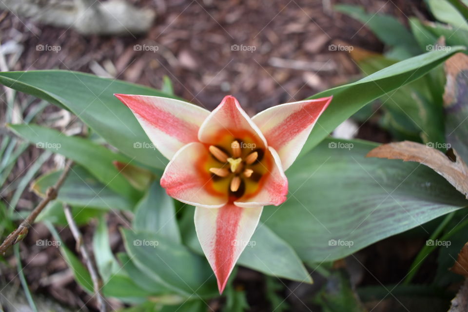 A stunning red and white striped Canada 150 Tulip is photographed from above, showing off its pointed tips to simulate a maple leaf, and unique colouring. set agains greenery and brown mulch. 