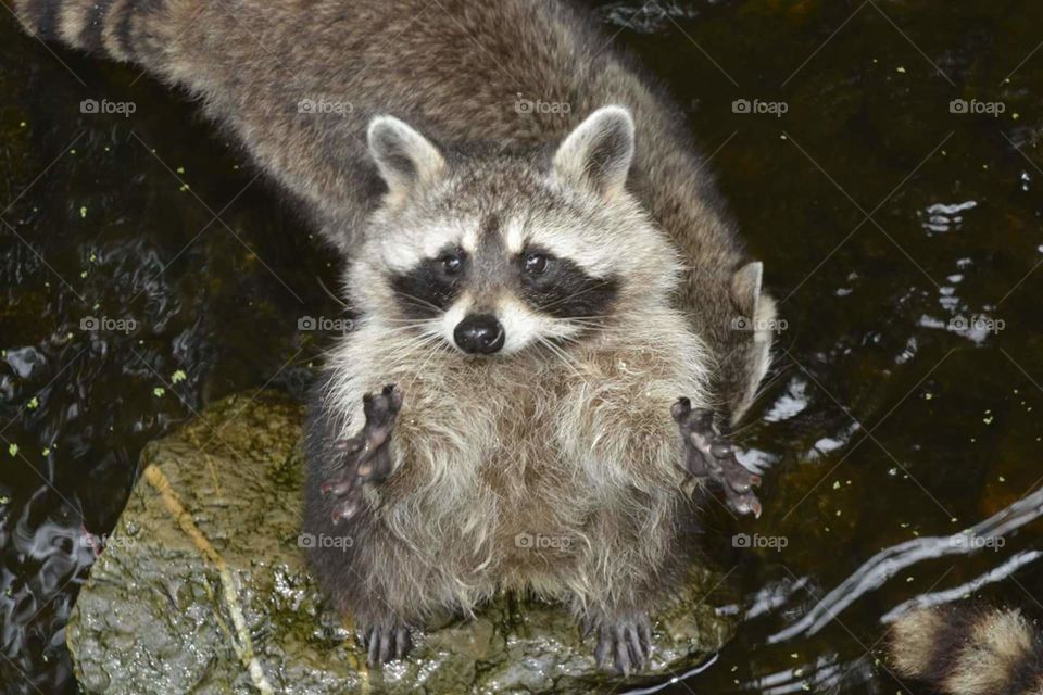 little raccoon wanting a hug