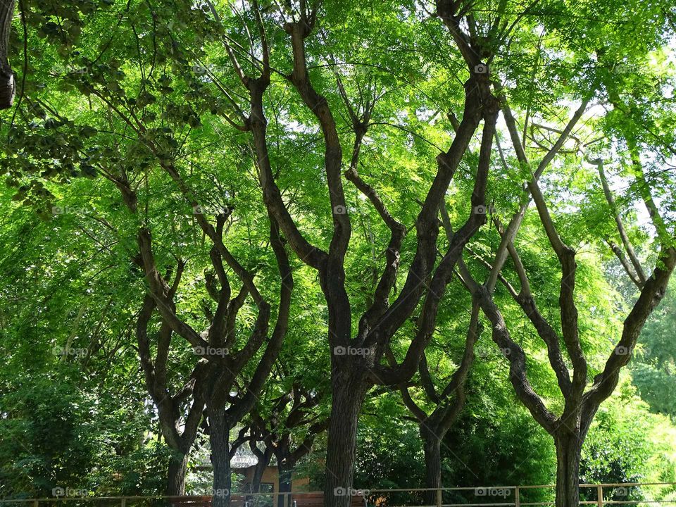 The branches of trees